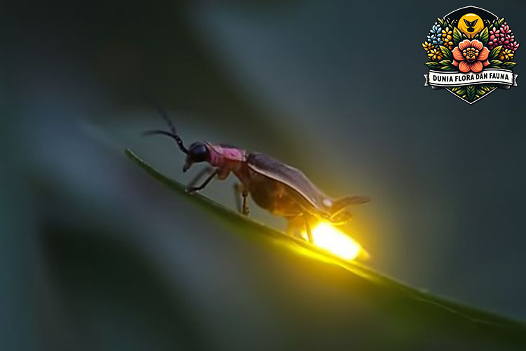 Kunang-Kunang: Serangga Malam dengan Cahaya yang Menakjubkan