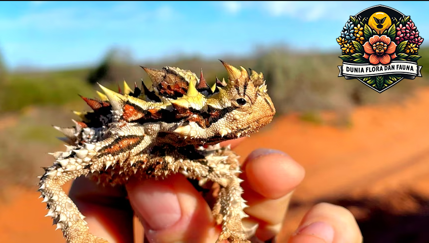 Thorny Devil: Kadal Unik dengan Pertahanan Berduri dari Australia