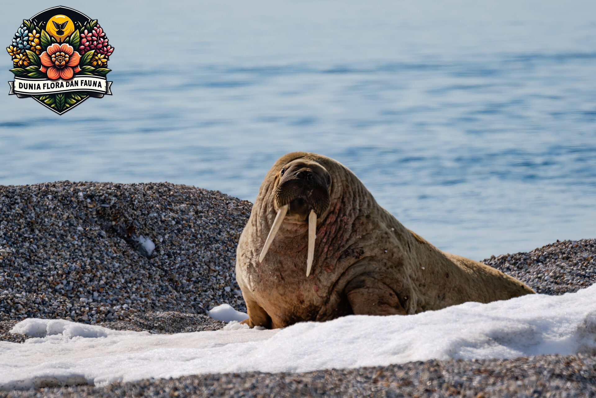 10 Fakta Menarik Tentang Walrus yang Jarang Diketahui