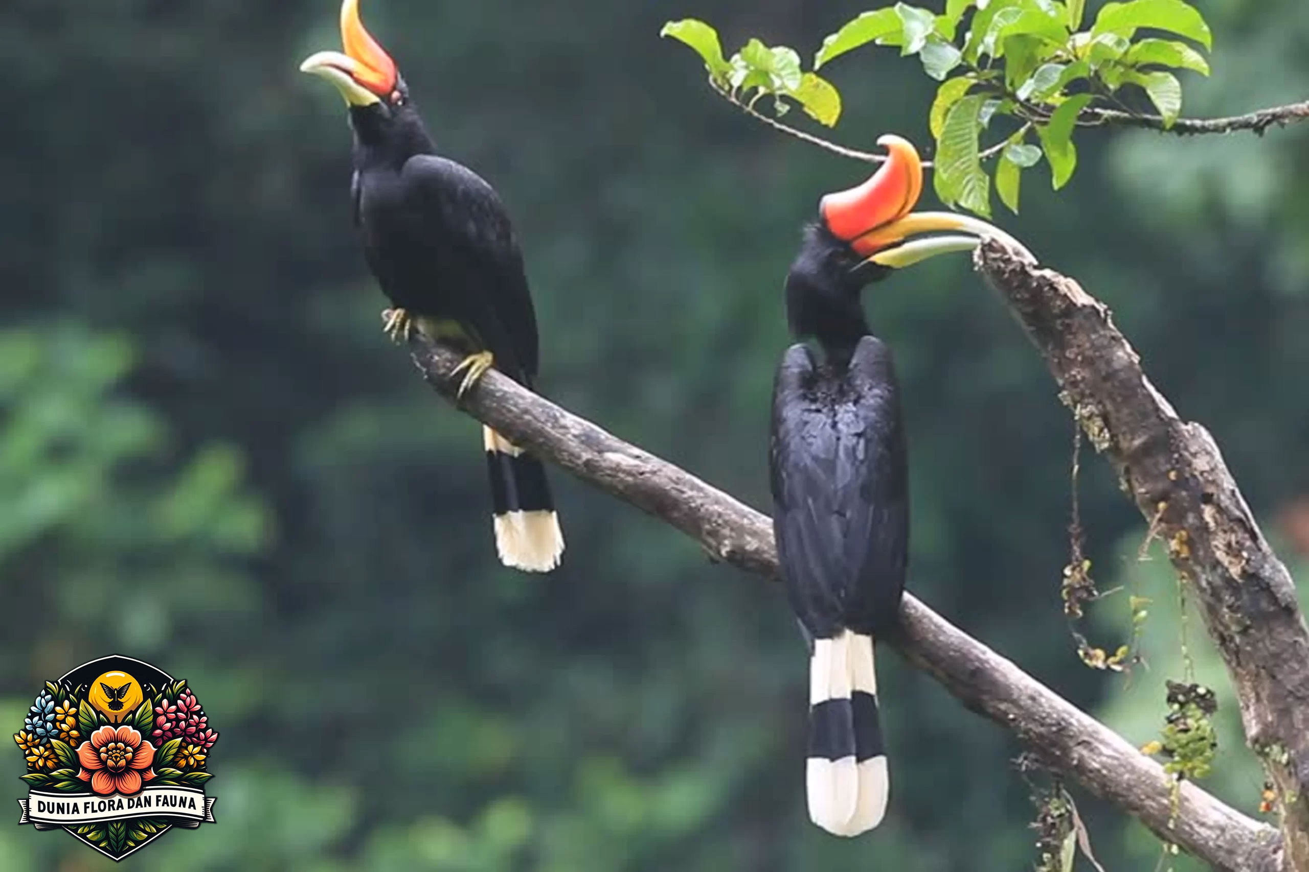 Burung Rangkong: Keindahan dan Keunikan Paruh Satwa Hutan Tropis