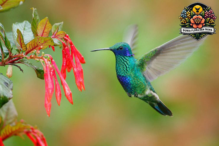 Kolibri: Keindahan Burung Penuh Warna dan Keajaiban Alam
