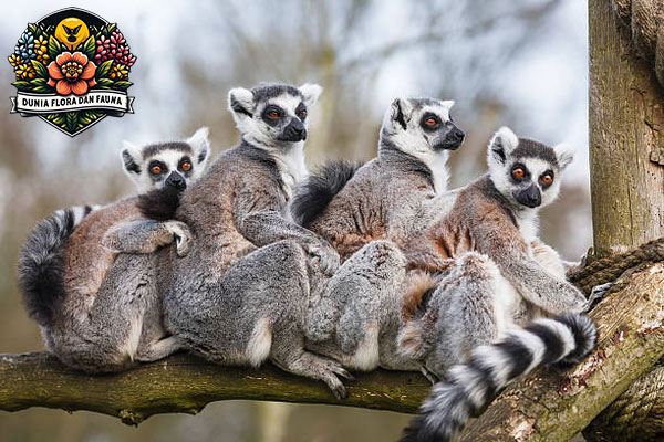 Lemur: Primata Unik dari Pulau Madagaskar