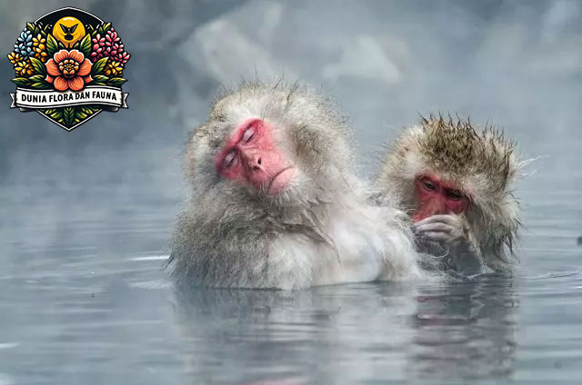 Fakta Unik Makaka Jepang, Primata Penggemar Air Panas