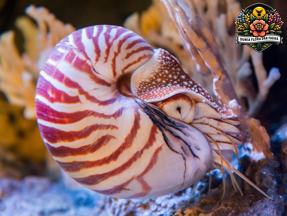 Nautilus: Misteri Makhluk Laut Purba Dari Lautan Dalam