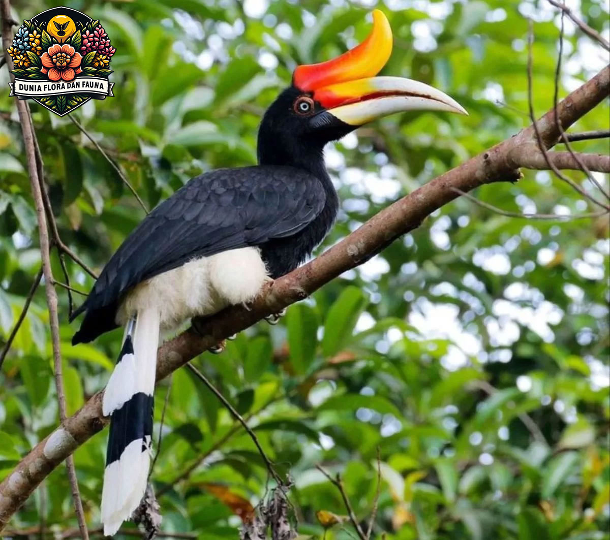 Burung Rangkong: Keindahan dan Keunikan Paruh Satwa Hutan Tropis