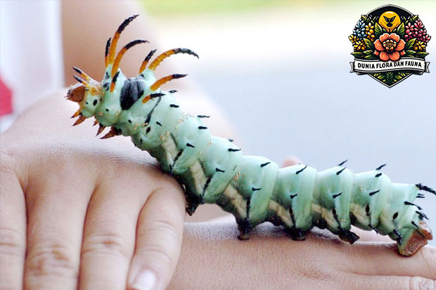 Ulat Tanduk: Si Kecil dengan Penampilan Mengintimidasi