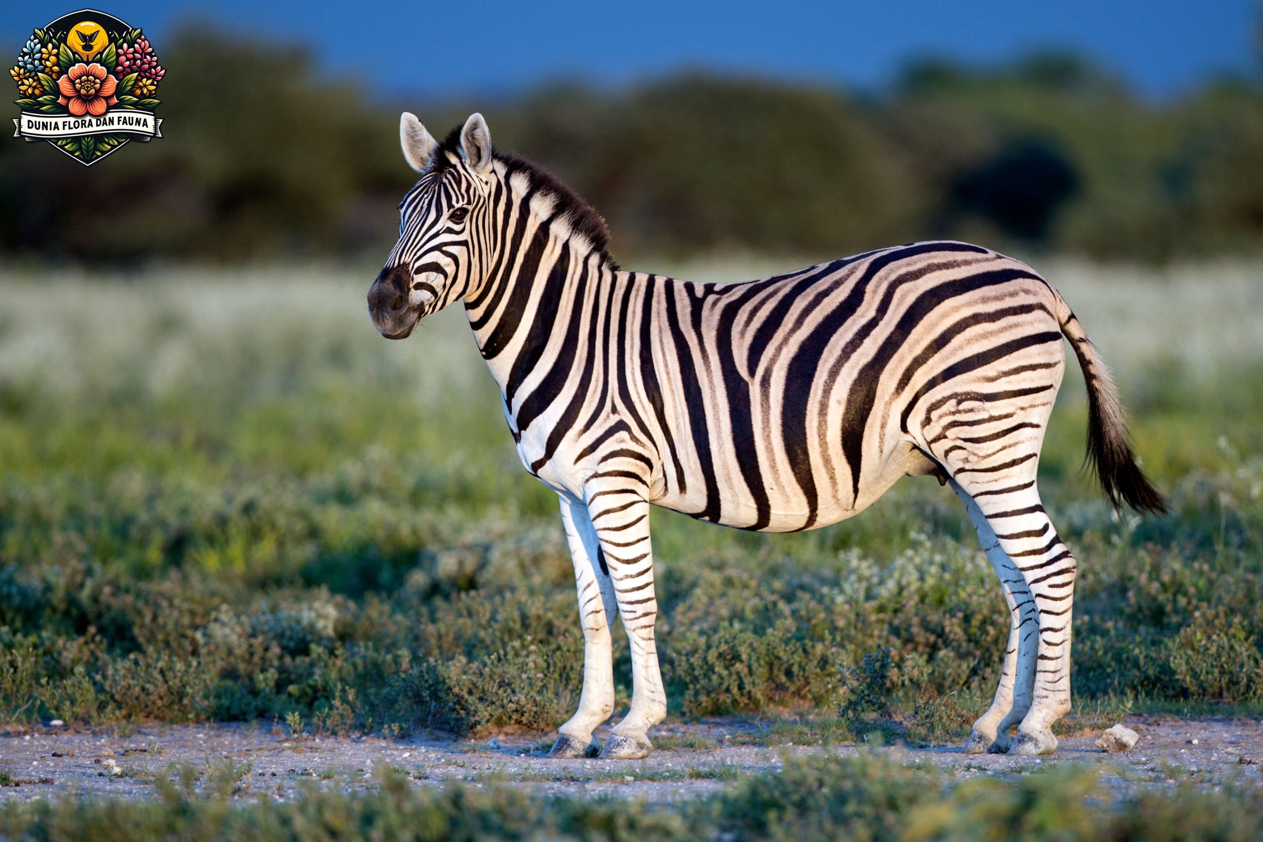 Mengenal Zebra: Keindahan dan Keunikan Garis-Garis Hitam Putihnya