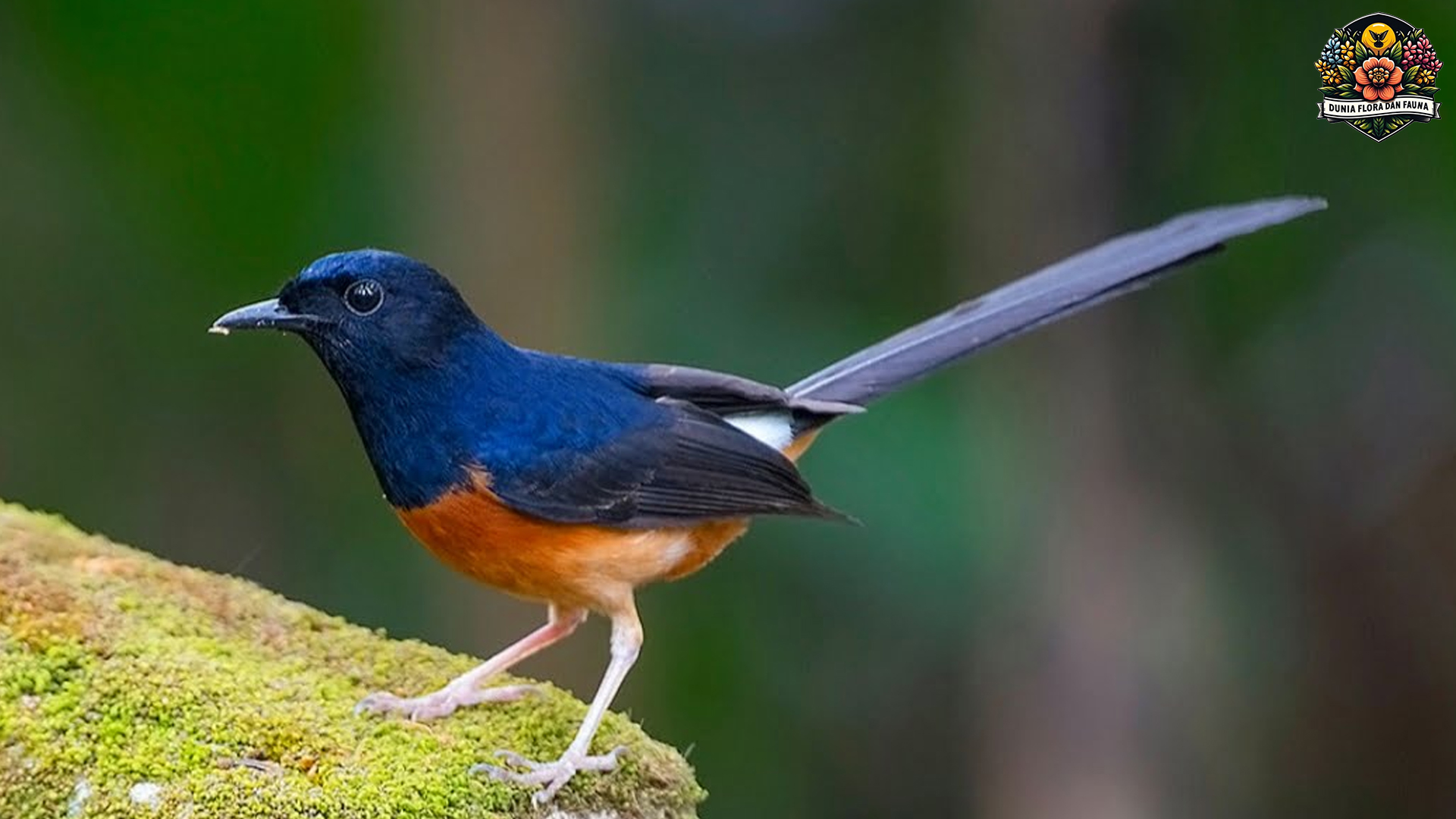 Burung Pengicau: Sahabat Alam dengan Kicauan Menawan