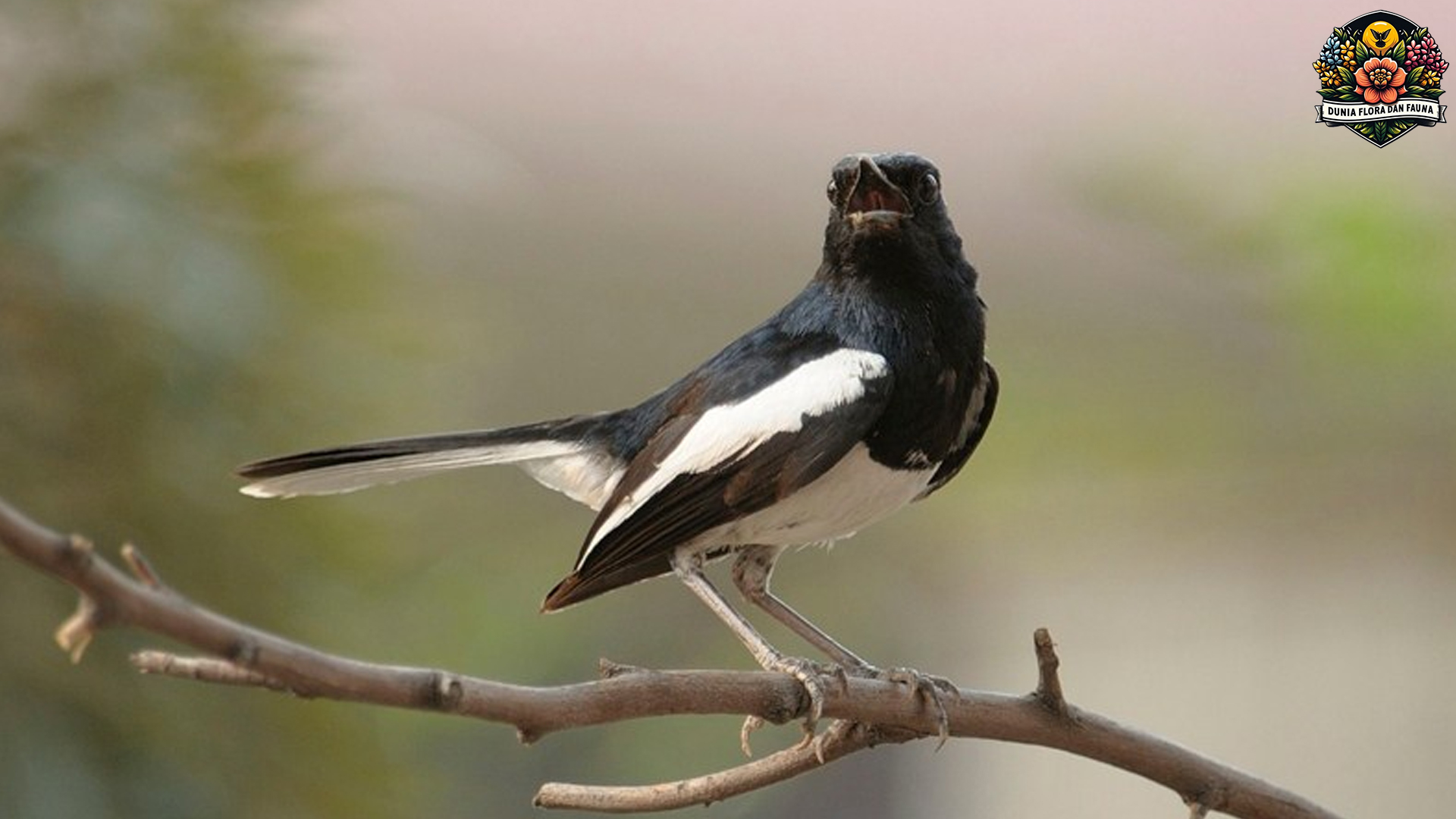 Keindahan Kucica Hutan: Pesona Burung Penyanyi dari Alam Liar