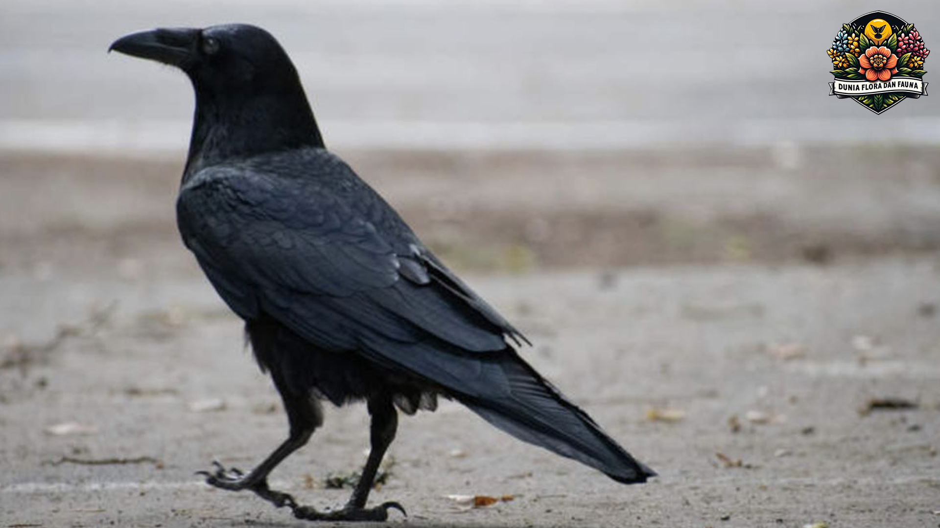 Burung Gagak: Burung Hitam yang Penuh Kejutan dan Mitos