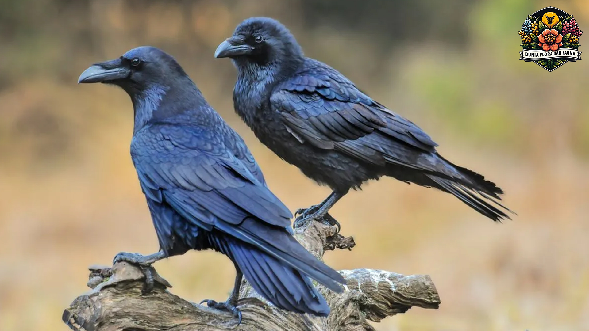 Burung Gagak: Burung Hitam yang Penuh Kejutan dan Mitos