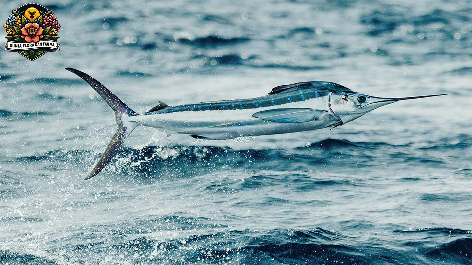 Mengenal White Marlin: Sang Raja Lautan Tropis