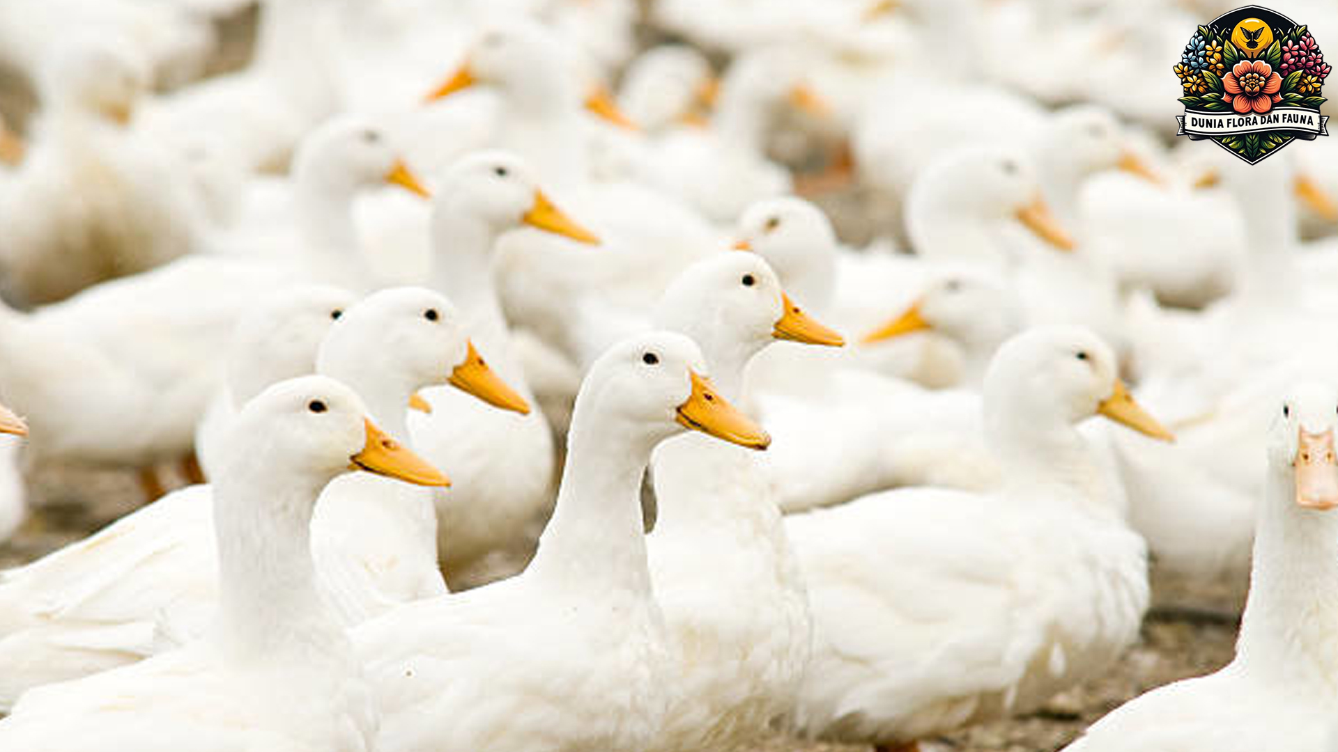 Mengenal Beragam Jenis Bebek di Dunia dan Ciri Khasnya