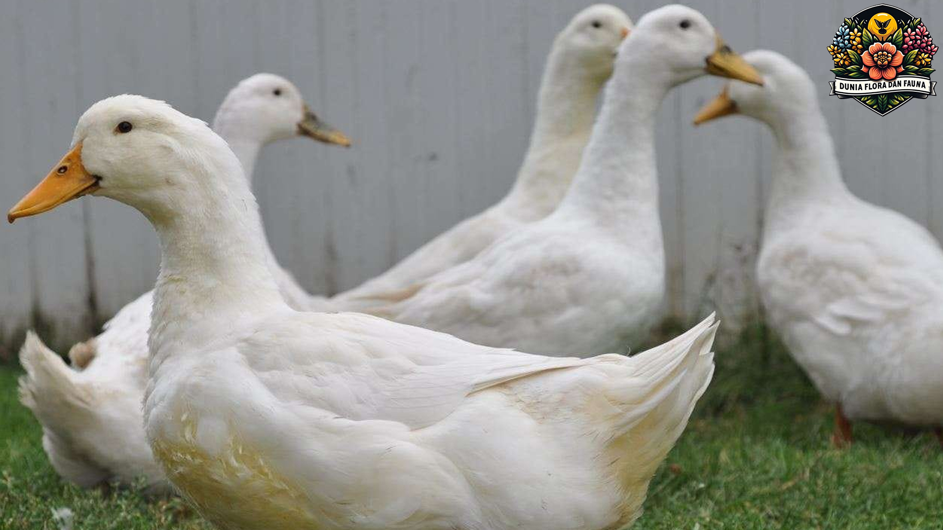 Mengenal Beragam Jenis Bebek di Dunia dan Ciri Khasnya