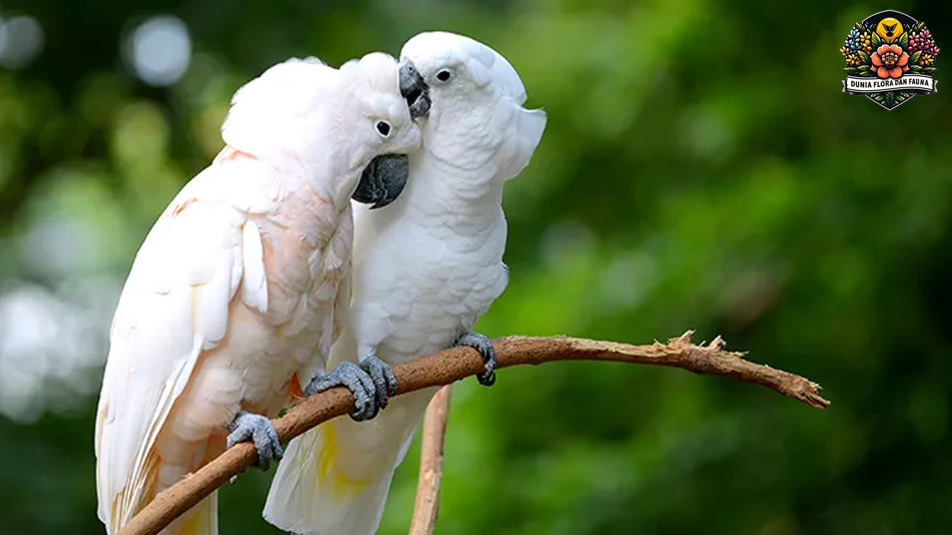 Kakatua: Burung Pintar yang Mampu Menirukan Suara Manusia