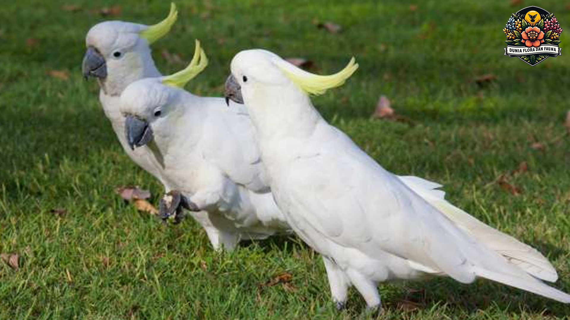 Kakatua: Burung Pintar yang Mampu Menirukan Suara Manusia