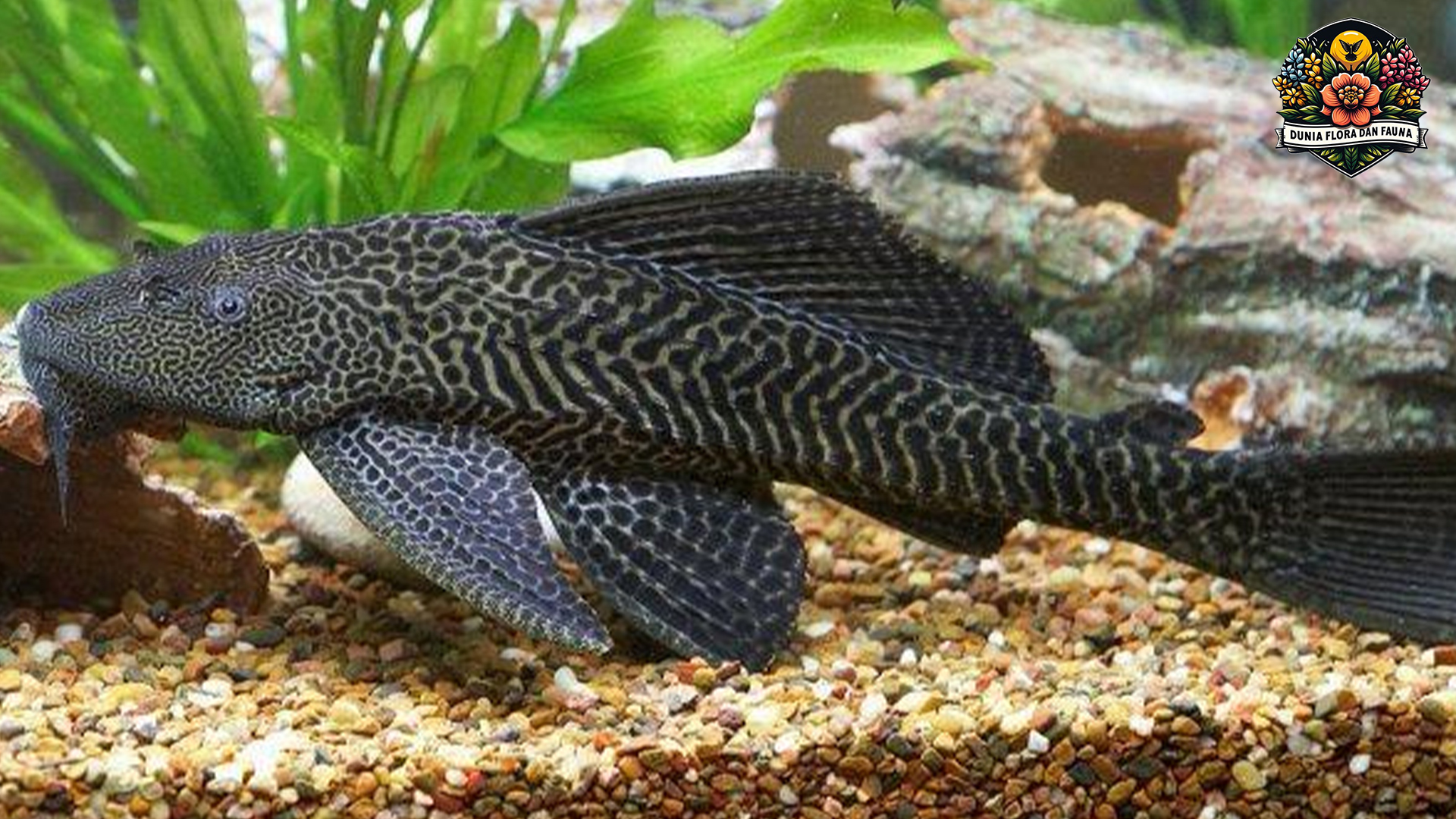 Keistimewaan Ikan Sapu-Sapu yang Harus Anda Ketahui