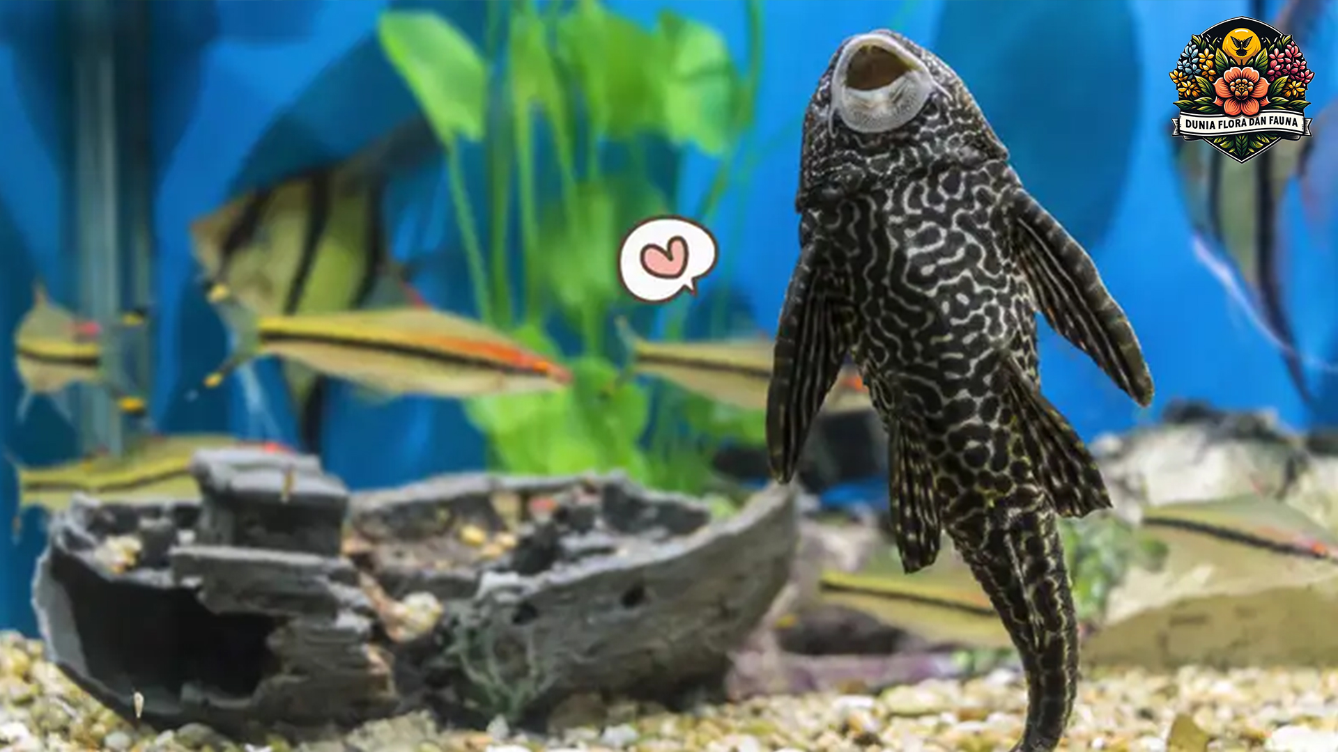 Keistimewaan Ikan Sapu-Sapu yang Harus Anda Ketahui