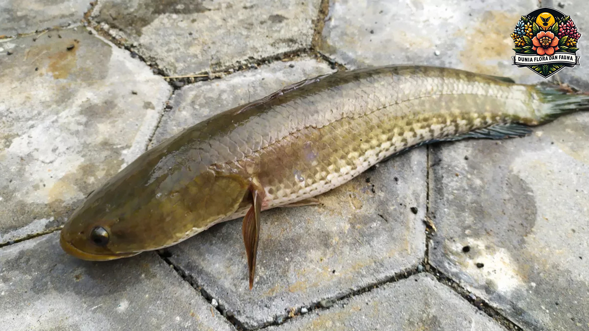 Keunikan Ikan Gabus: Habitat dan Karakteristiknya