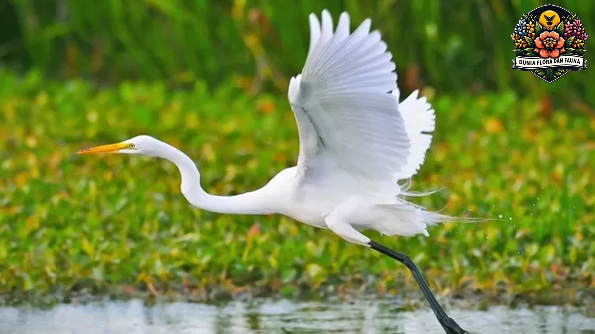 Fakta Menarik tentang Burung Bangau yang Wajib Diketahui