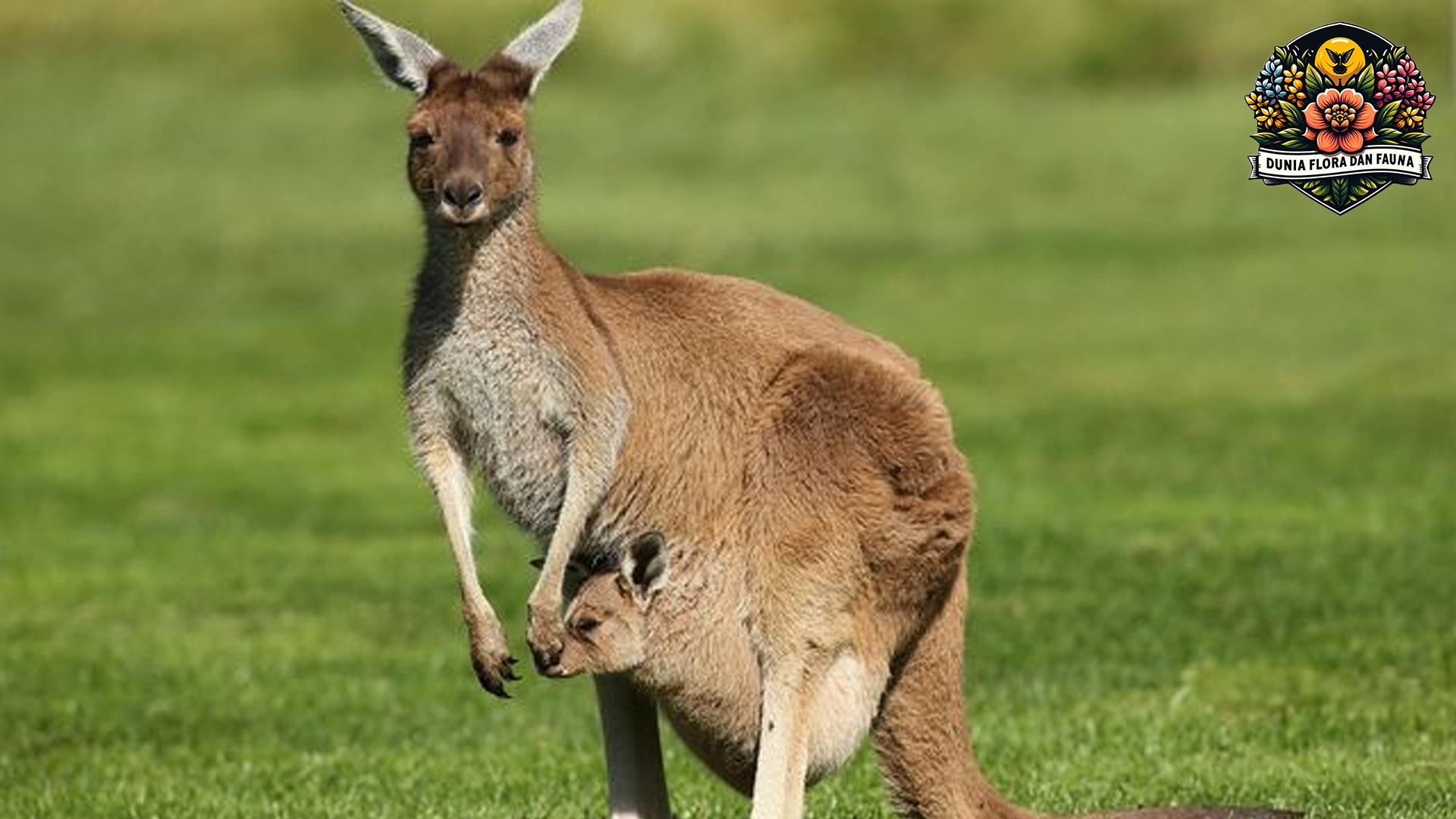 Kanguru: Hewan Ikonik yang Membawa Keajaiban Alam Australia