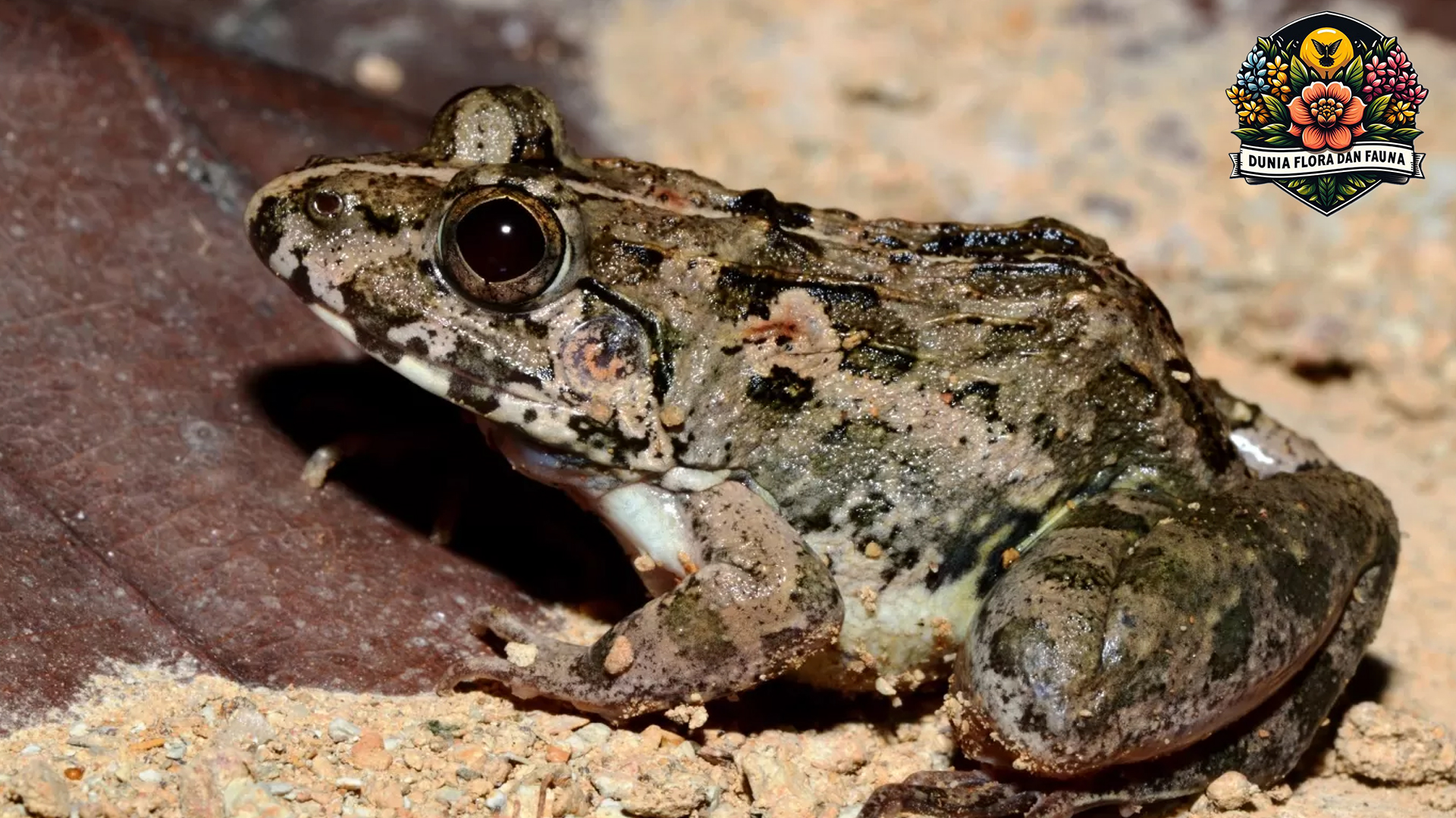 Rahasia Katak Bertahan Hidup di Berbagai Habitat