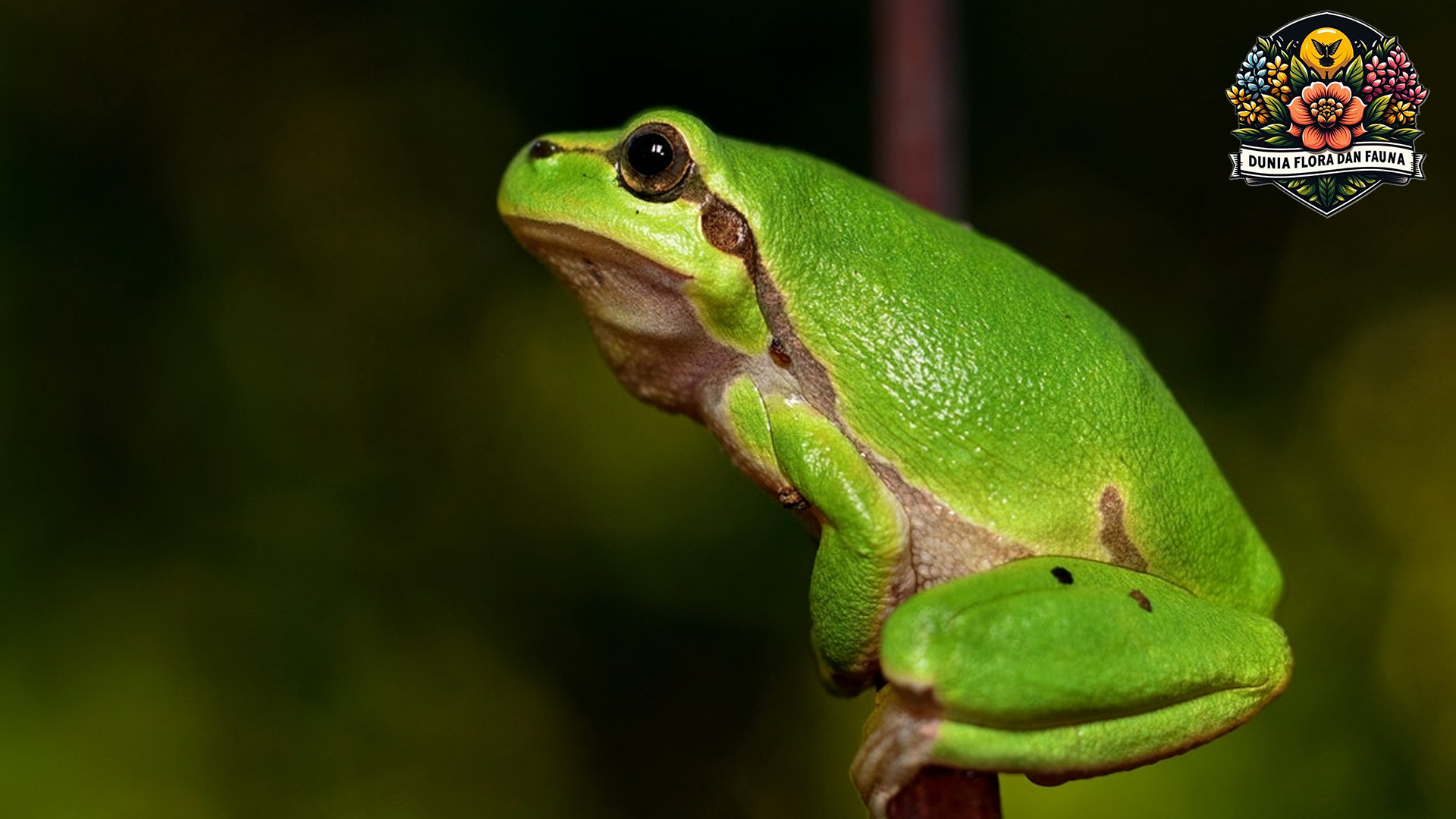 Rahasia Katak Bertahan Hidup di Berbagai Habitat