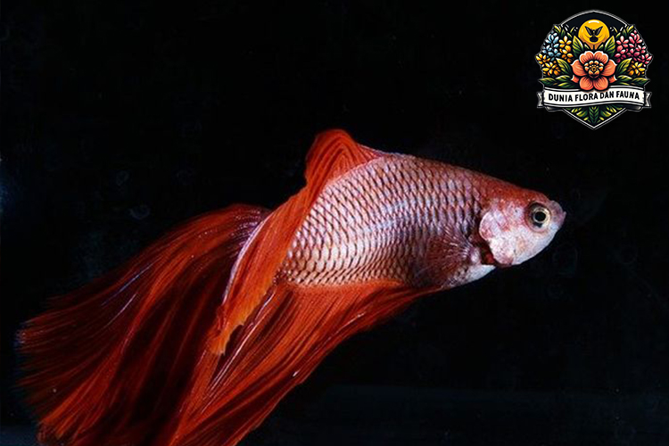 Ikan Cupang: Mitos dan Fakta yang Perlu Diketahui