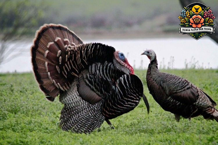Burung Kalkun: Makhluk Unik yang Menjadi Bagian Penting Budaya