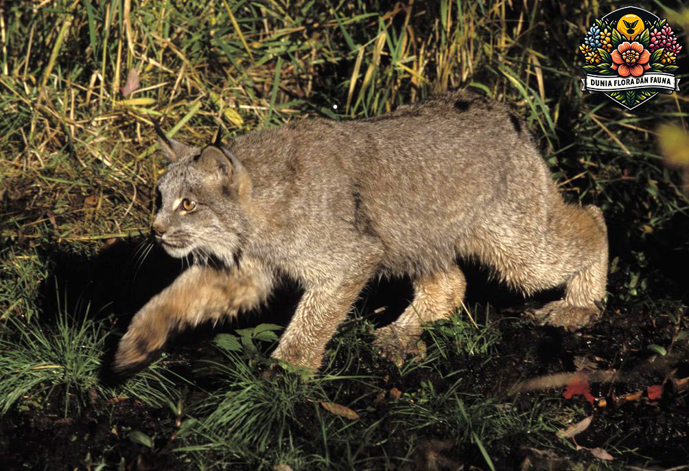 Kucing Kutub: Keindahan Hewan Langka dari Dunia Es