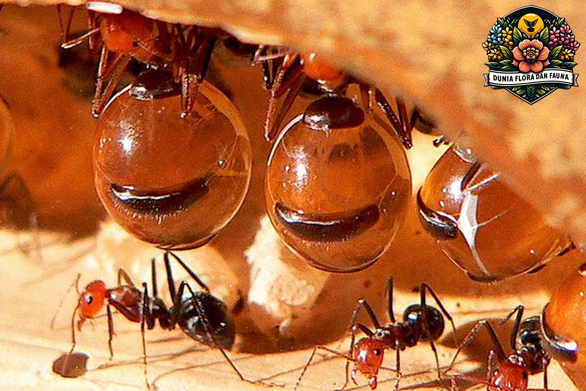 Semut Madu: Kecil Tapi Penuh Keajaiban yang Wajib Diketahui
