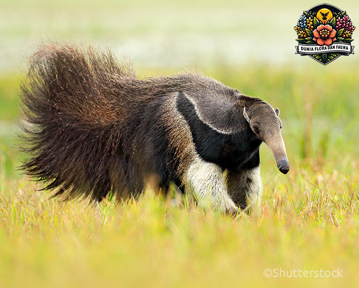 Anteater: Si Pemakan Semut Dengan Tampilan Unik