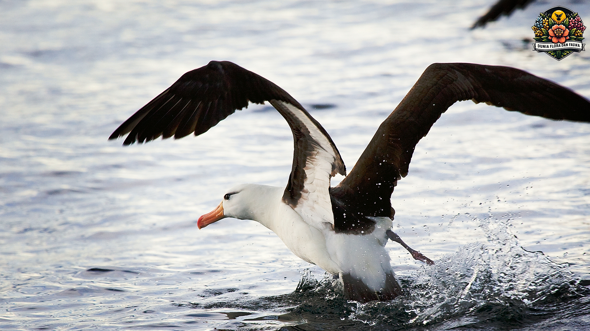 Albatros: Burung dengan Rentang Sayap Terpanjang di Dunia