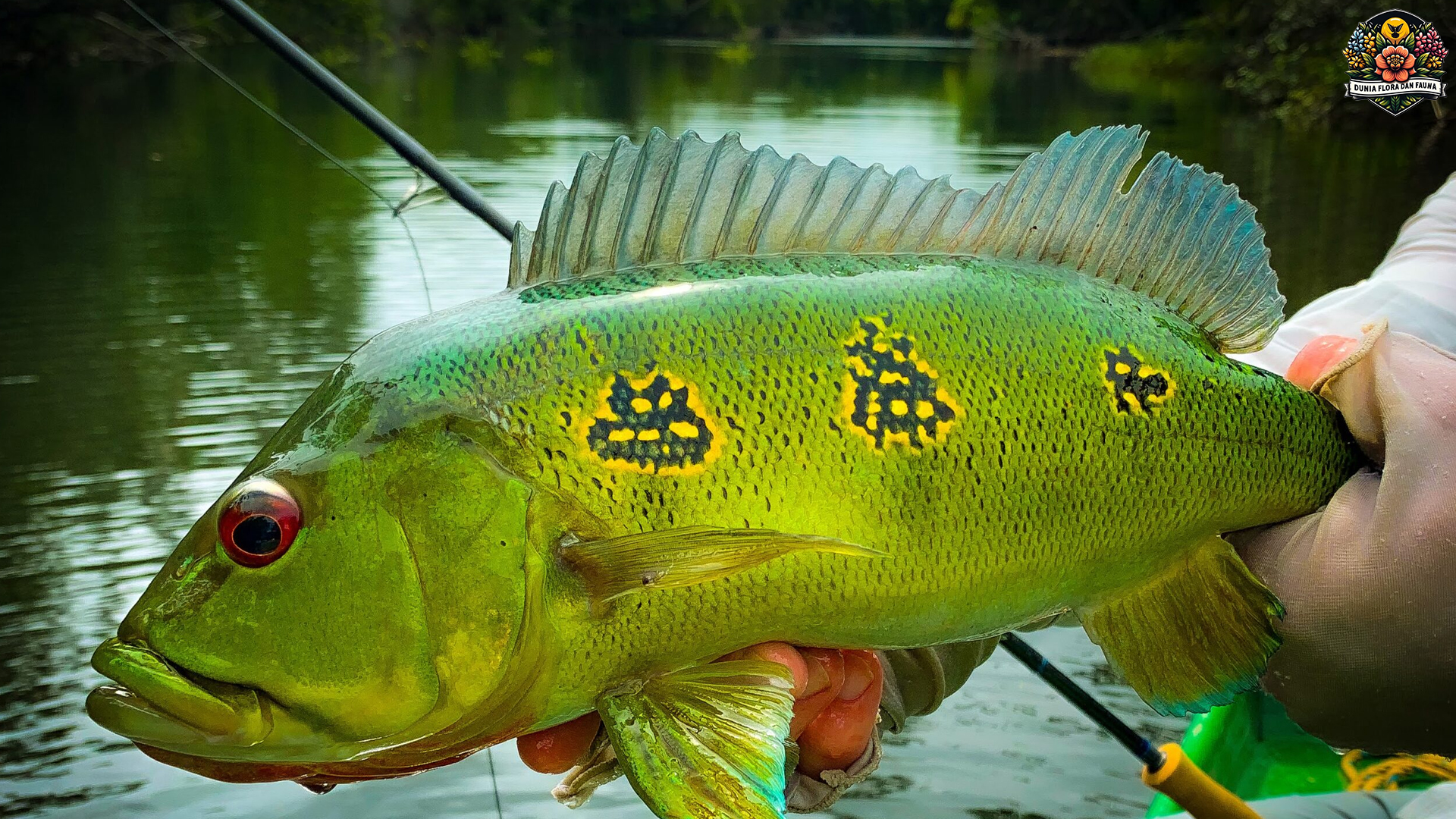 Peacock Bass: Perpaduan Keindahan dan Kekuatan Predator