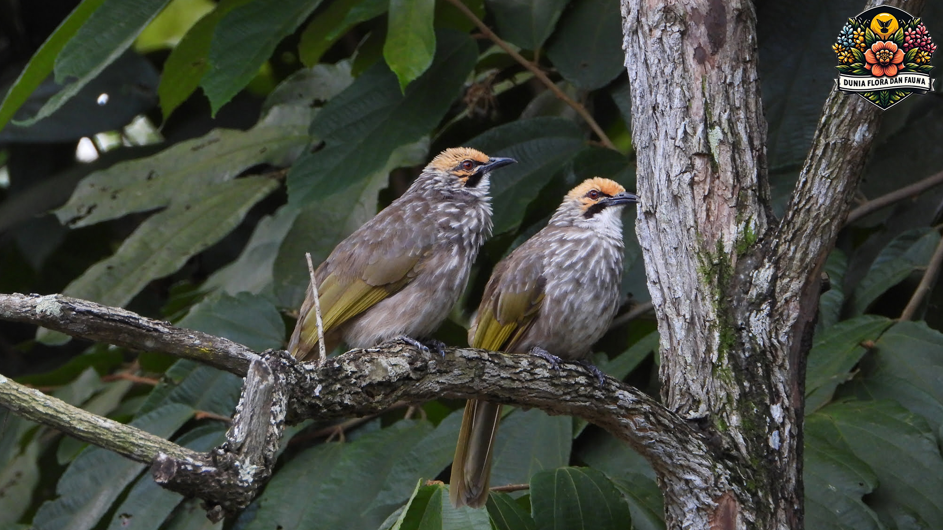 Burung Cucakrawa: Spesies Endemik yang Perlu Dilestarikan