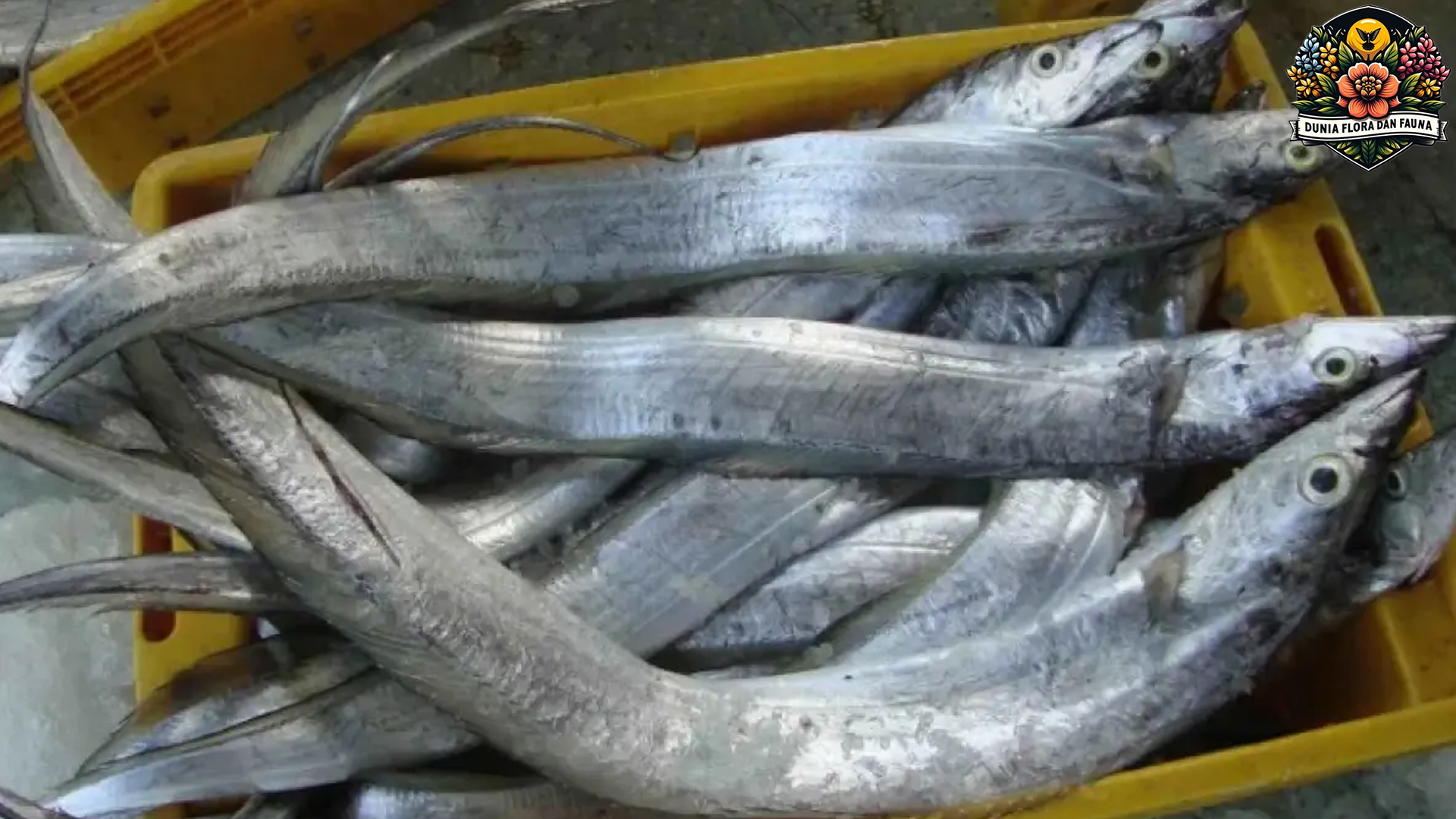 Ikan Layur: Si Gesit Perairan Tropis yang Bernilai Tinggi
