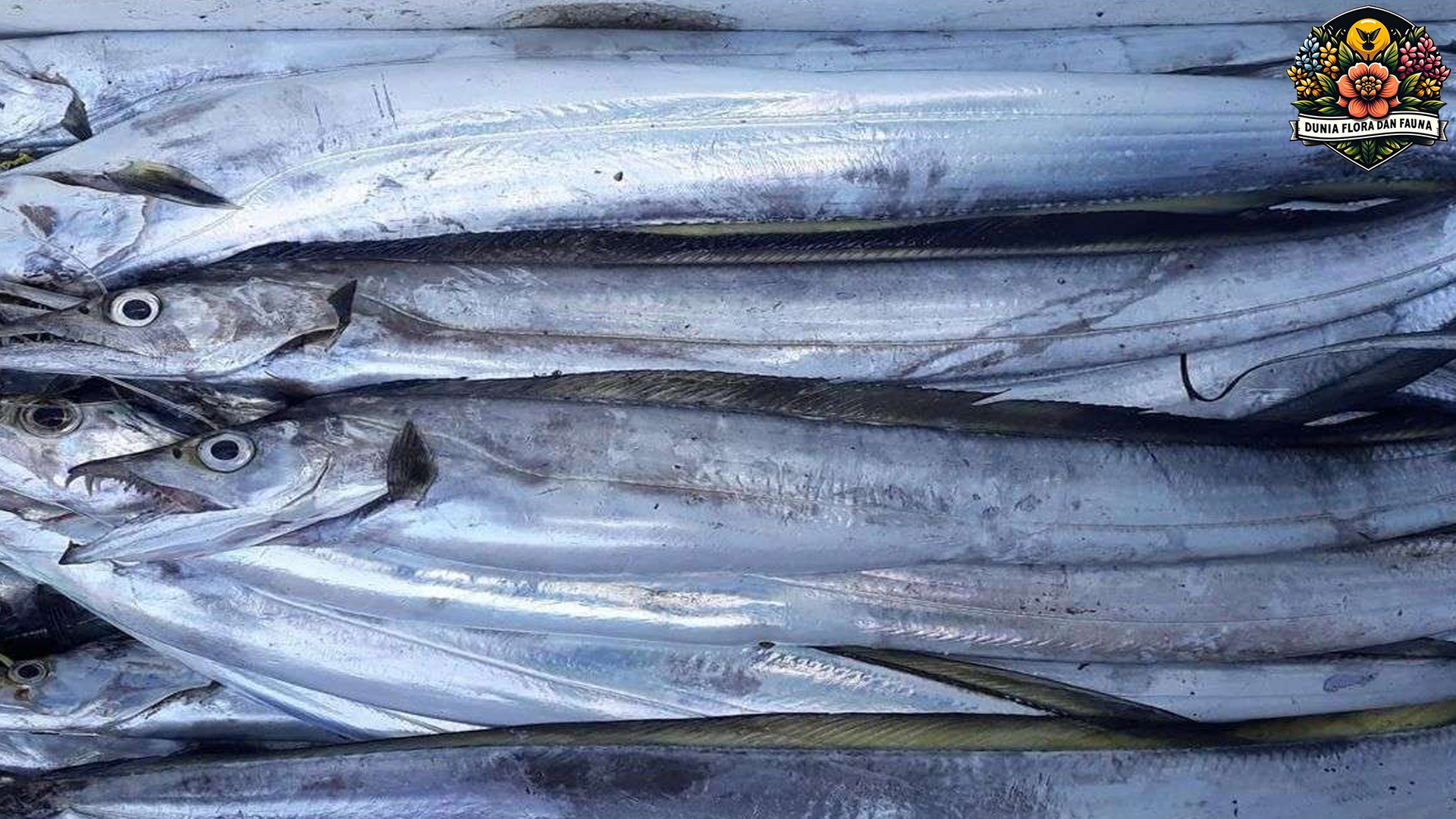 Ikan Layur: Si Gesit Perairan Tropis yang Bernilai Tinggi