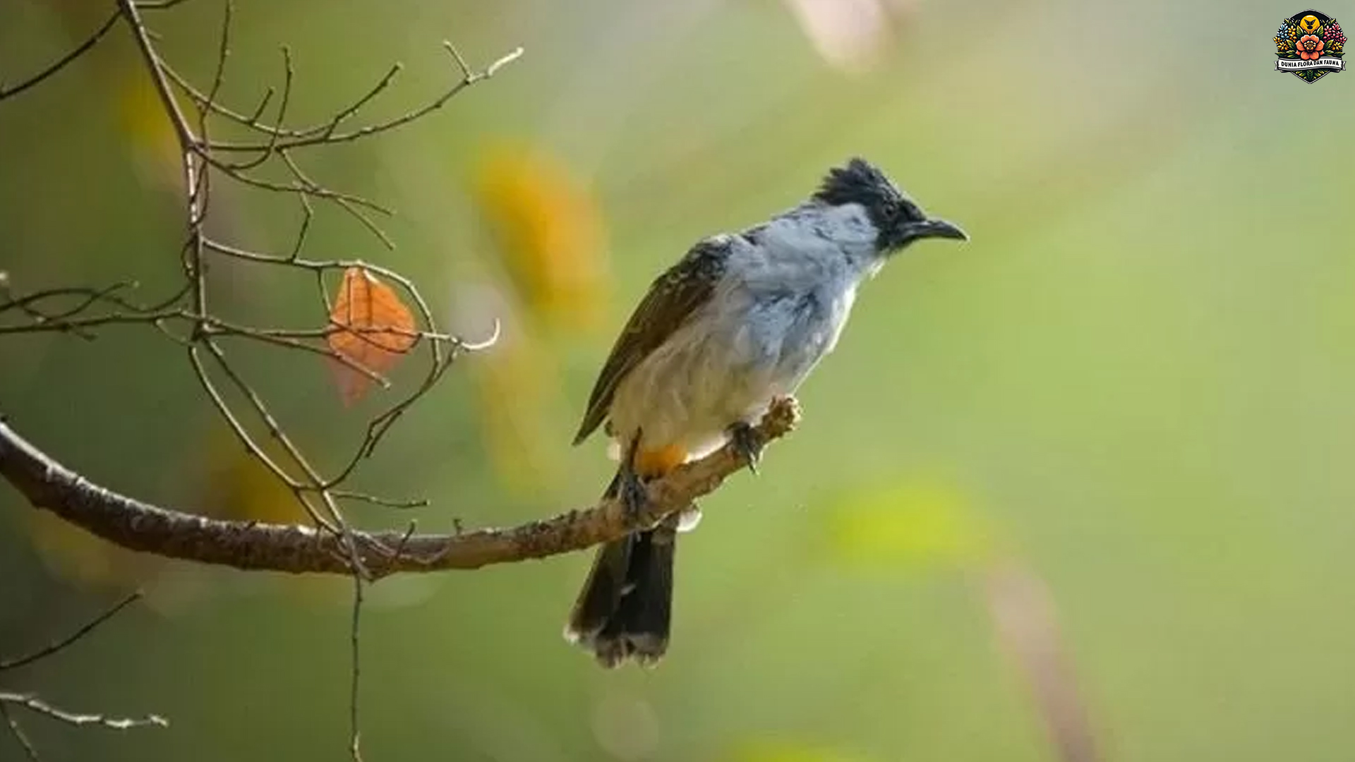 Keindahan Burung Kutilang: Pesona Alam yang Menawan