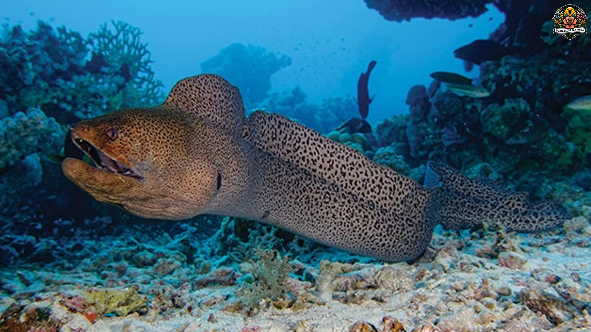 Predator Laut yang Tak Terlihat: Dunia Gelap Belut Laut