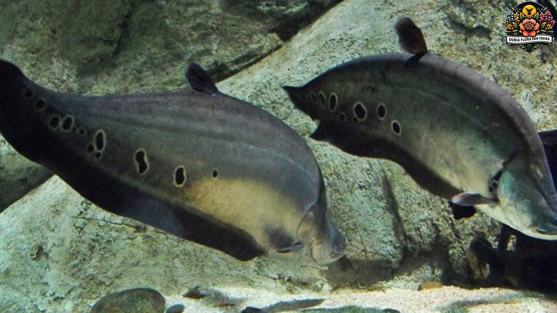 Ikan Belida: Mengapa Ikan Langka Ini Perlu Dilestarikan