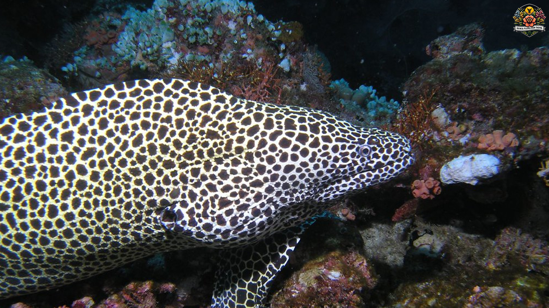 Predator Laut yang Tak Terlihat: Dunia Gelap Belut Laut