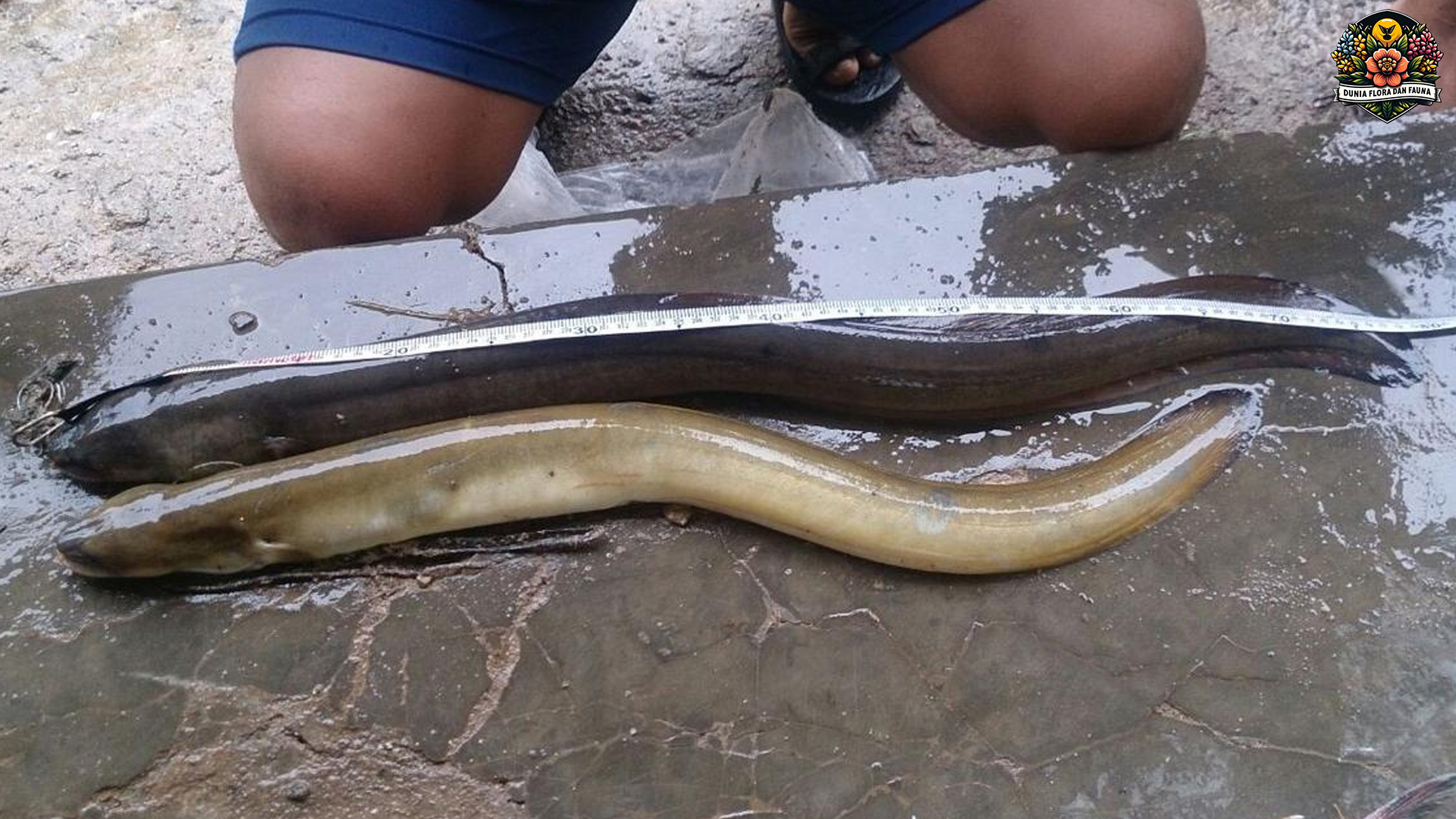 Rahasia di Balik Kehidupan Ikan Sidat: Dari Sungai ke Lautan