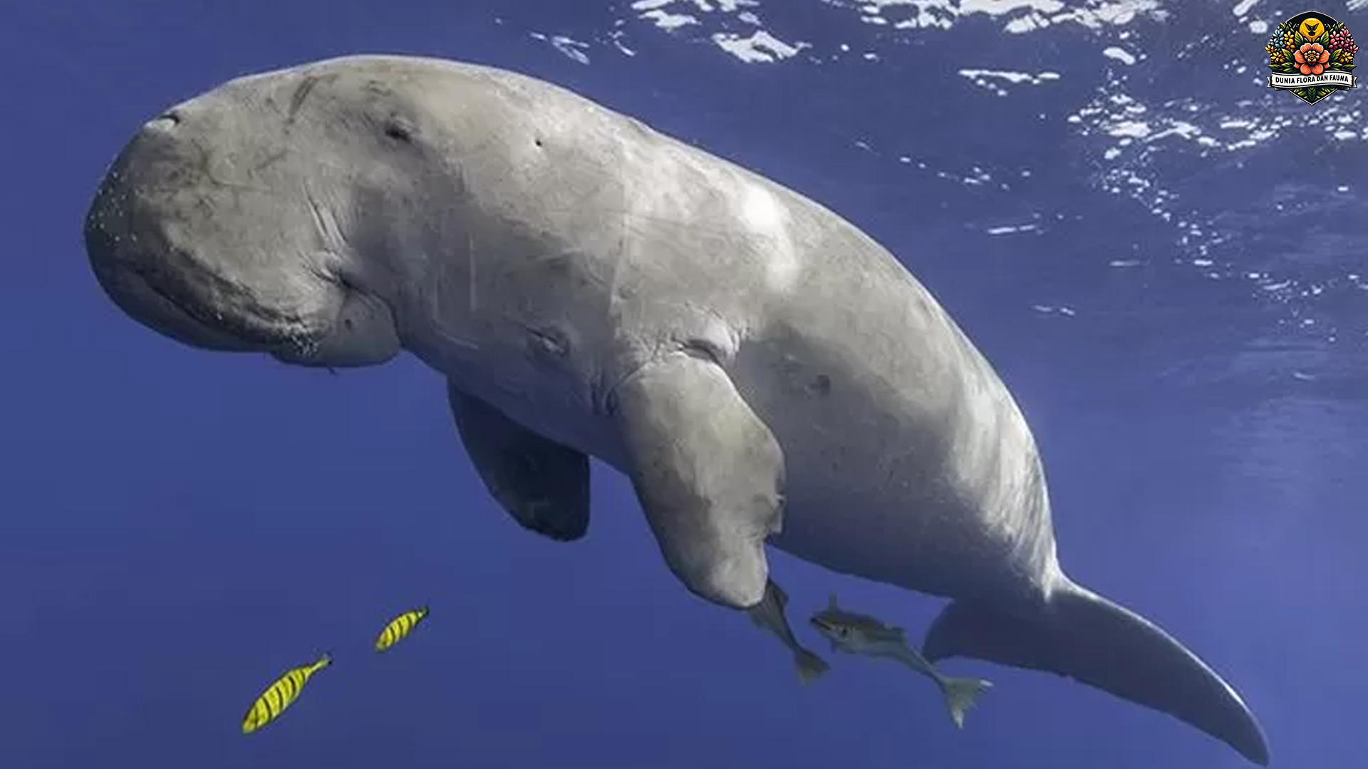 Dugong dan Habitatnya: Keberadaan yang Semakin Terancam