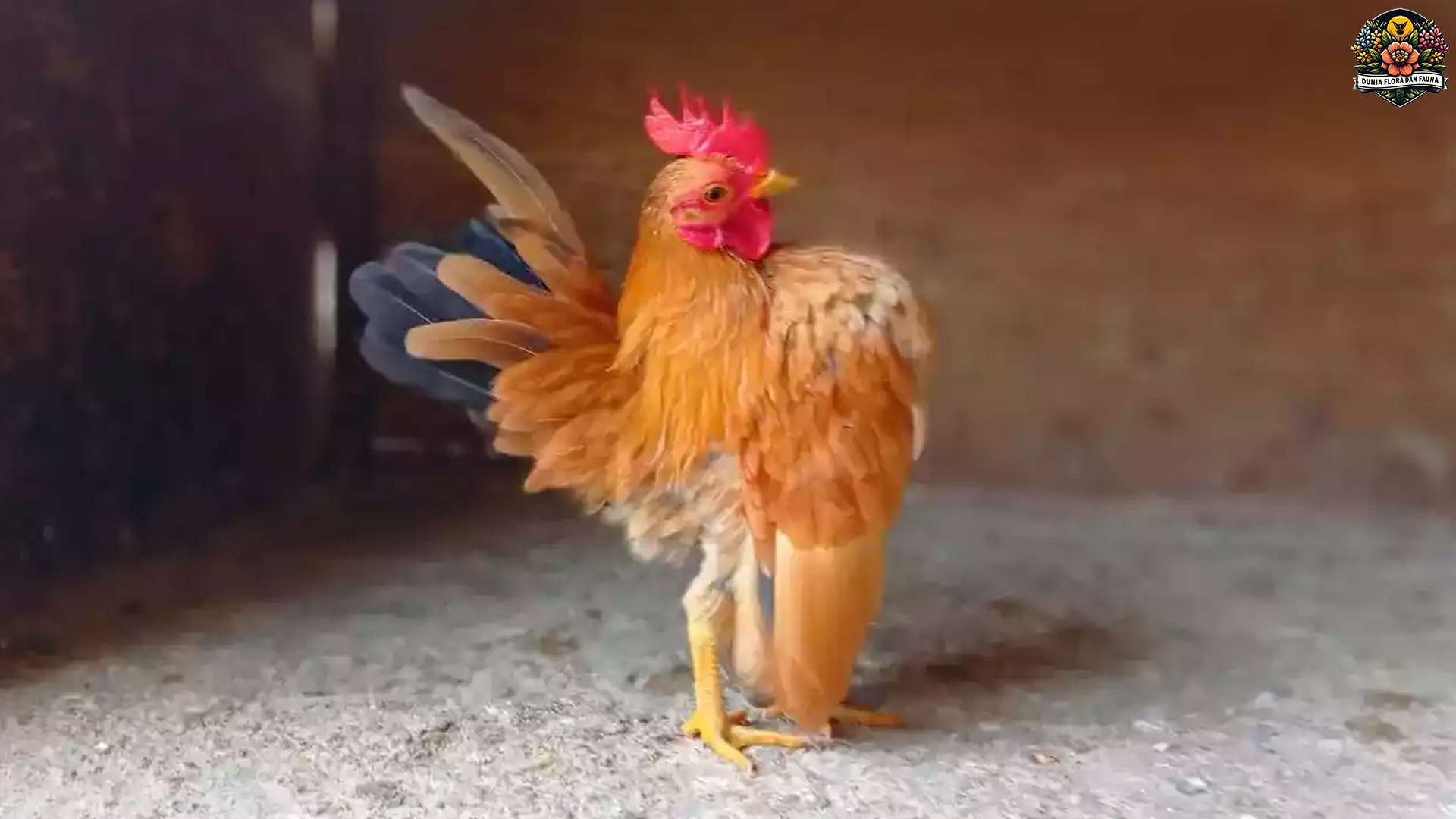 Ayam Serama: Si Raja Mini yang Memikat Hati Penggemarnya