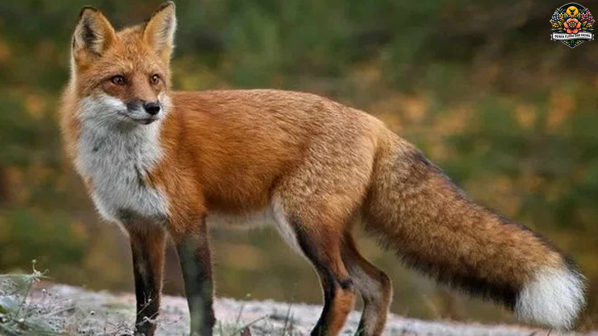 Rubah: Pemburu Cerdik yang Memiliki Peran Penting di Alam