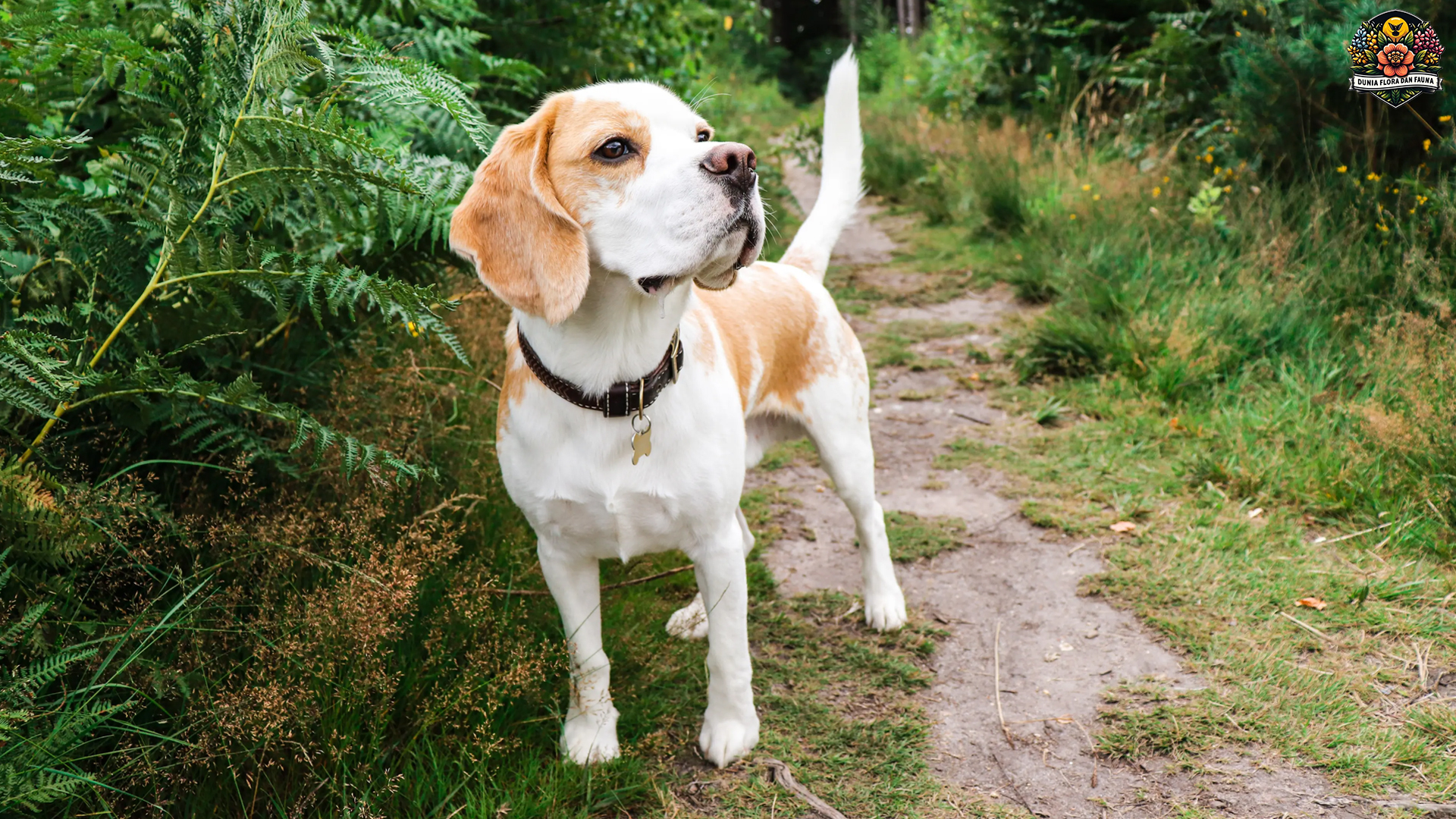 Beagle: Anjing Berbakat dengan Insting Penciuman Tajam