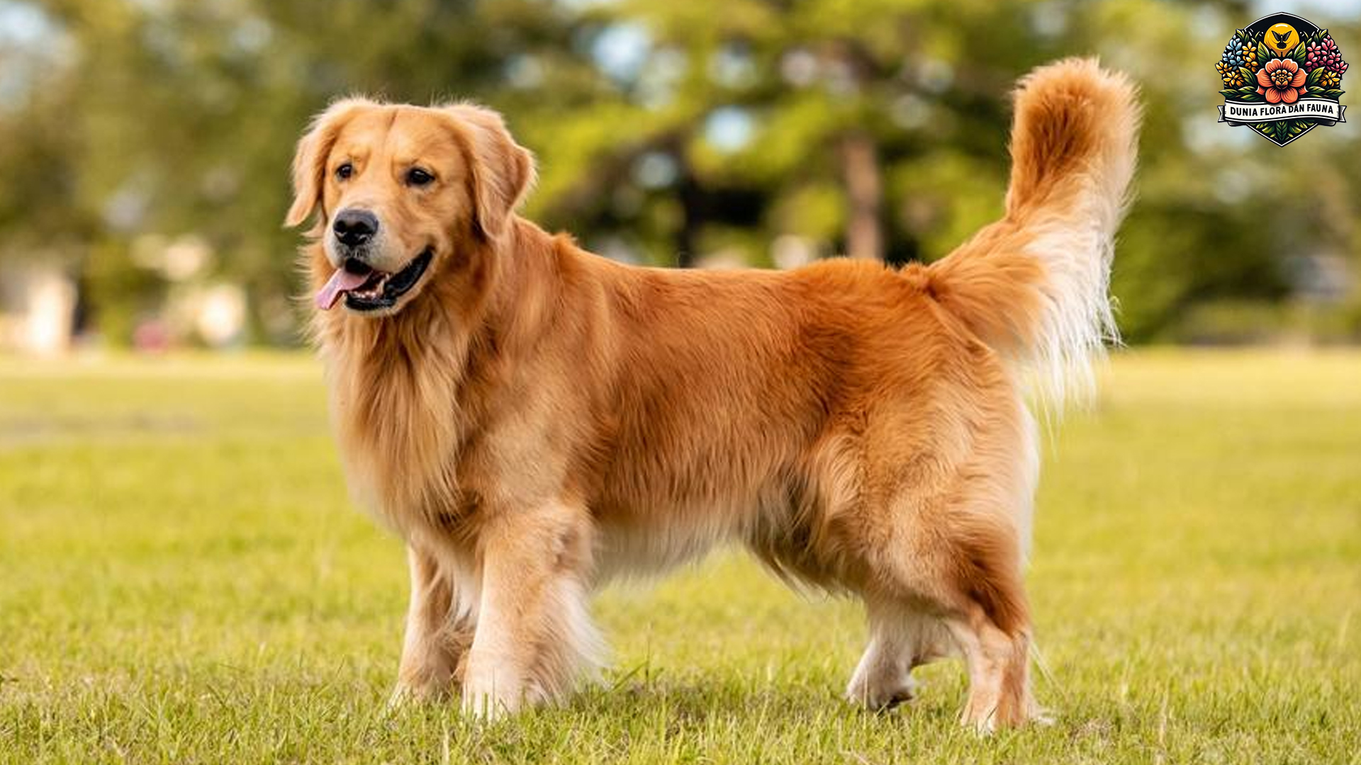 Golden Retriever: Anjing Penolong yang Cerdas dan Baik Hati