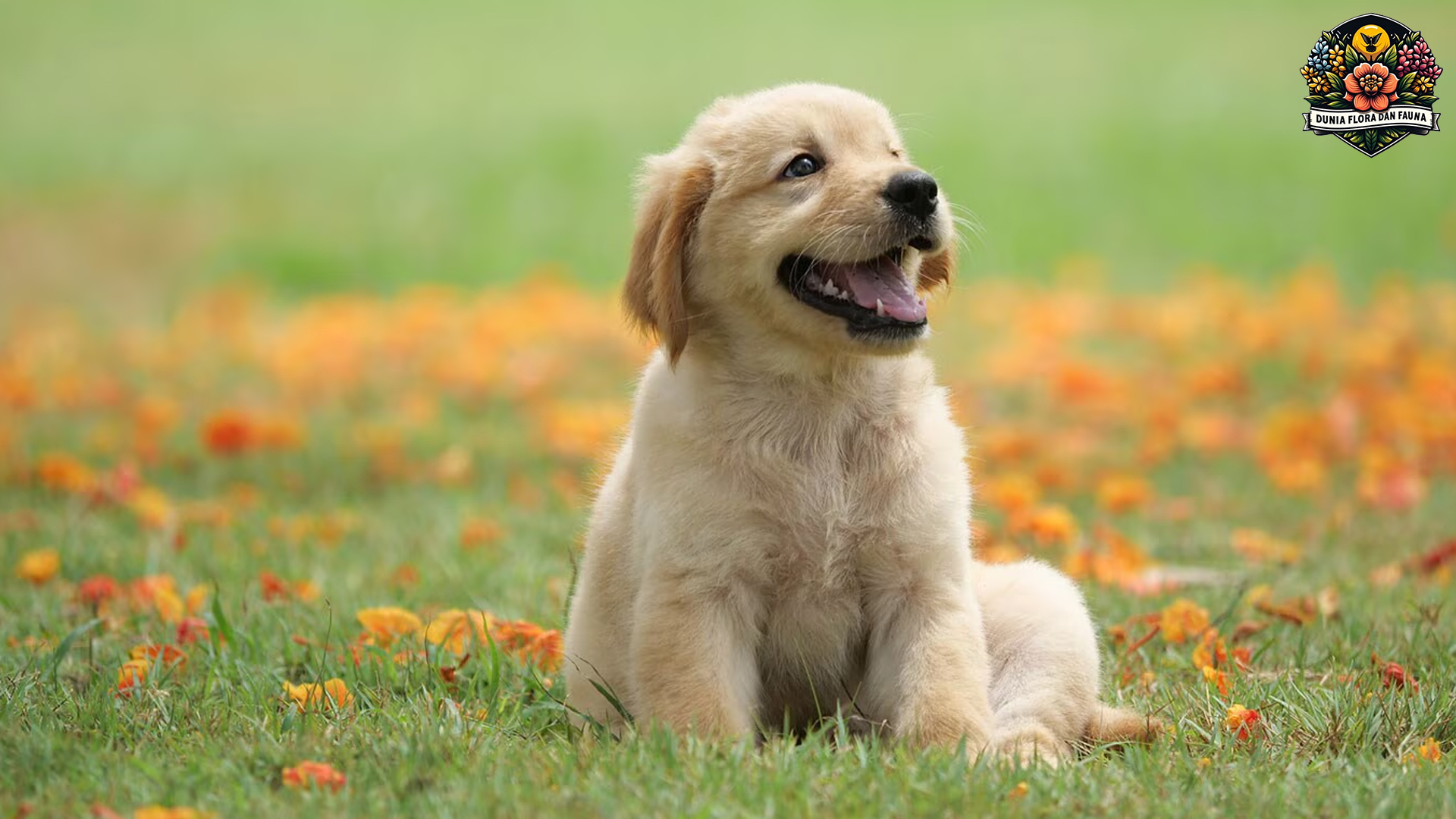 Golden Retriever: Anjing Penolong yang Cerdas dan Baik Hati