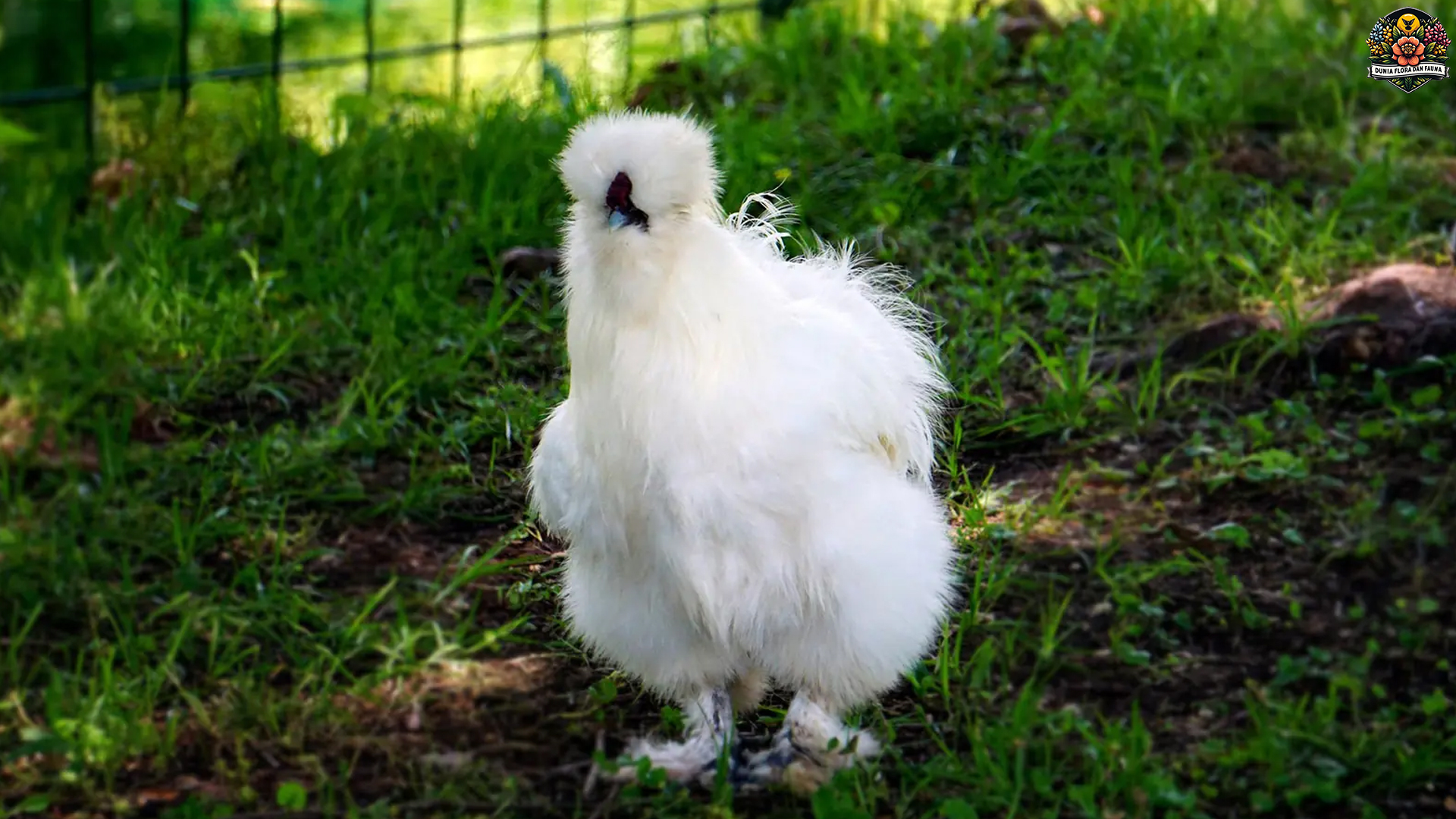 Ayam Kapas: Keindahan Unggas dengan Bulu Mirip Kapas