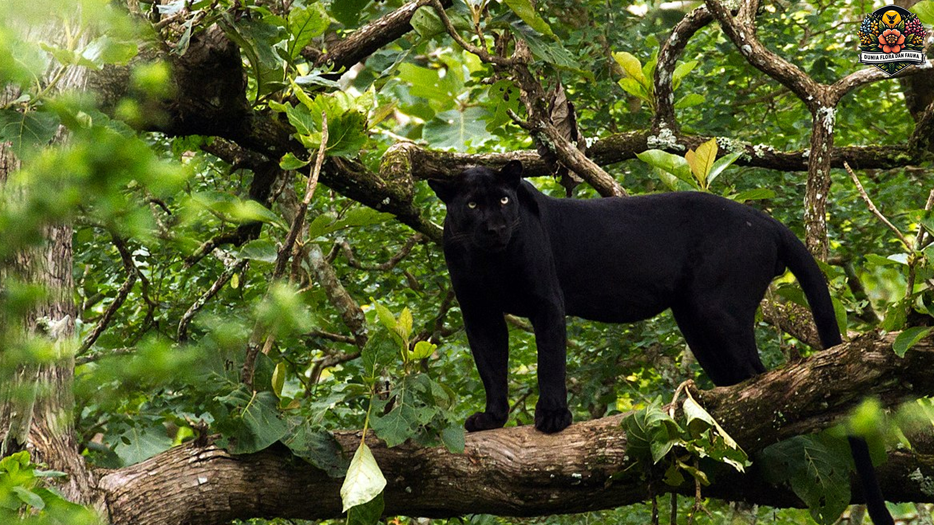 Misteri Panther: Mengungkap Kehidupan Sang Pemburu Hutan